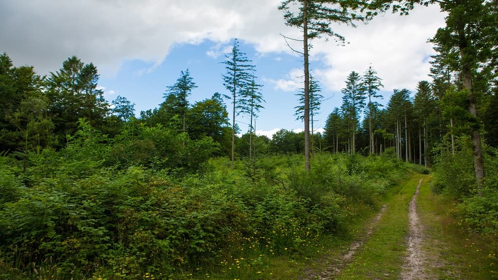 Dronninglund Wald und Sømosen