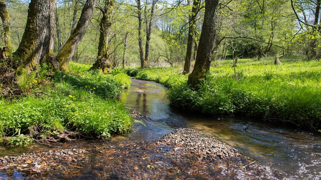 Pajhede Skov und Nymølle Bæk
