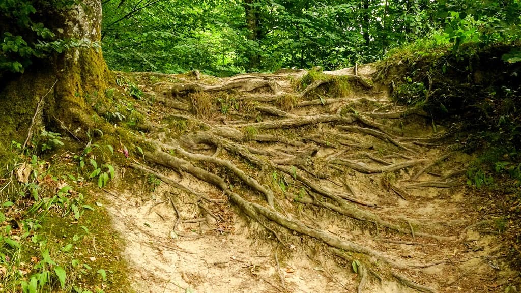 Pajhede Skov und Nymølle Bæk