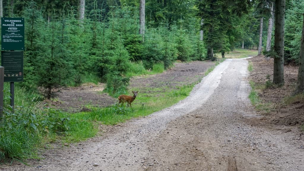 Pajhede Skov und Nymølle Bæk