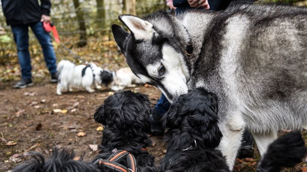 Hundegelände in Ørum