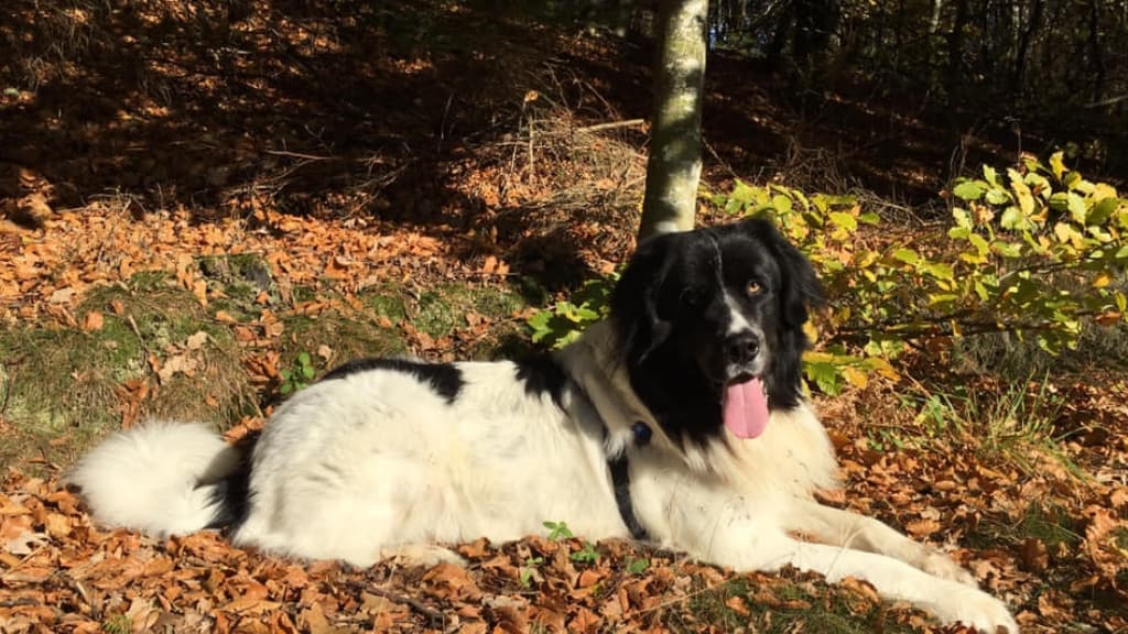 Hundegelände in Ørum