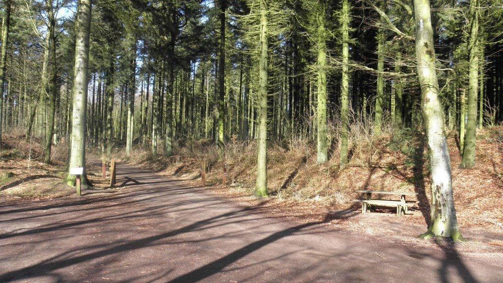 Tornby Klitplantage (Dune Plantation)