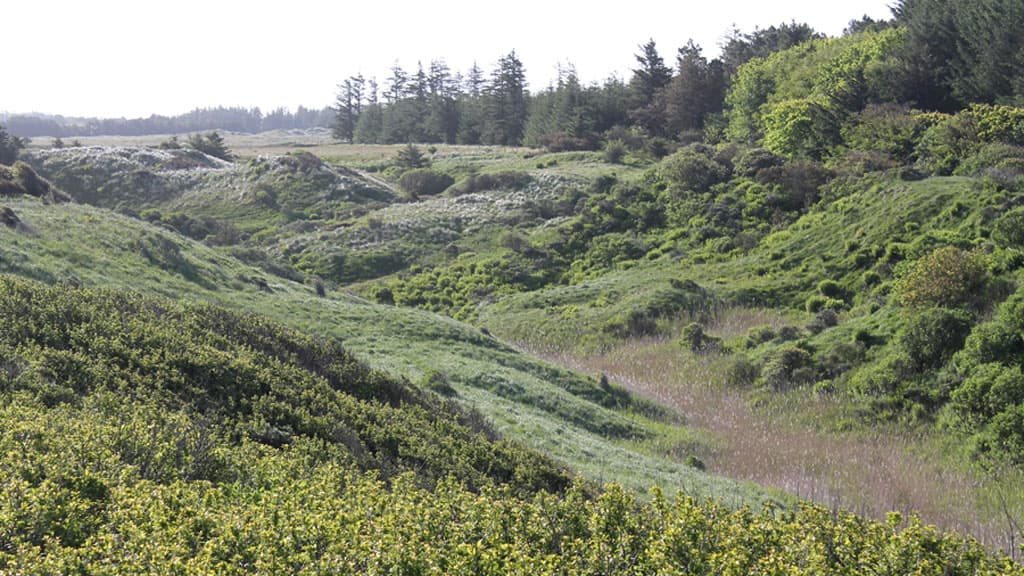 Tornby Klitplantage (Dune Plantation)