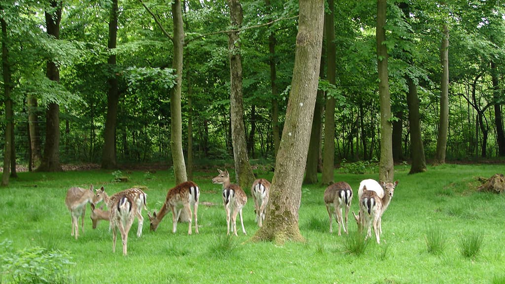 Troldeparken in Vejen and "The singing stones"
