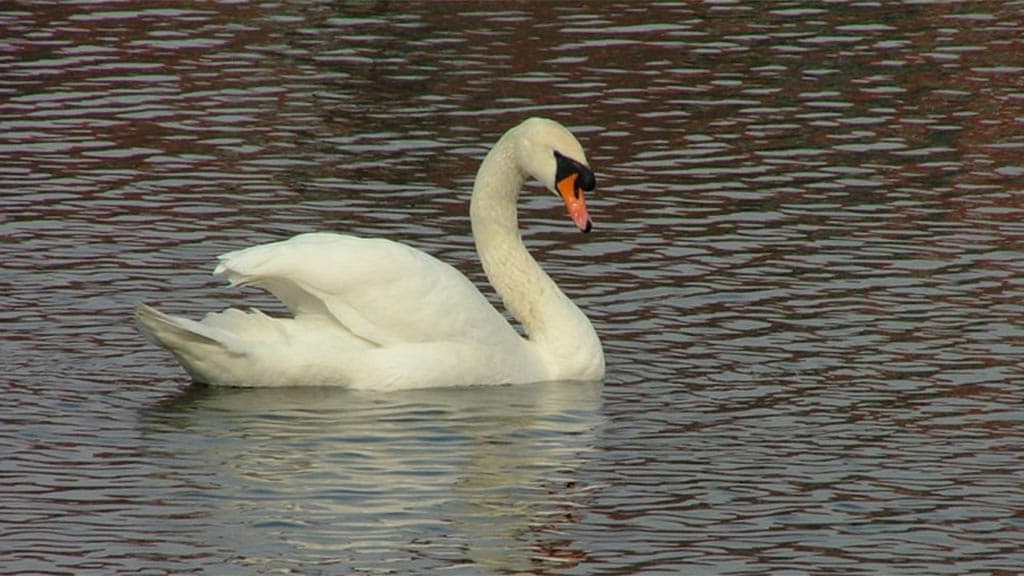 Stadtpark - Østre Anlæg