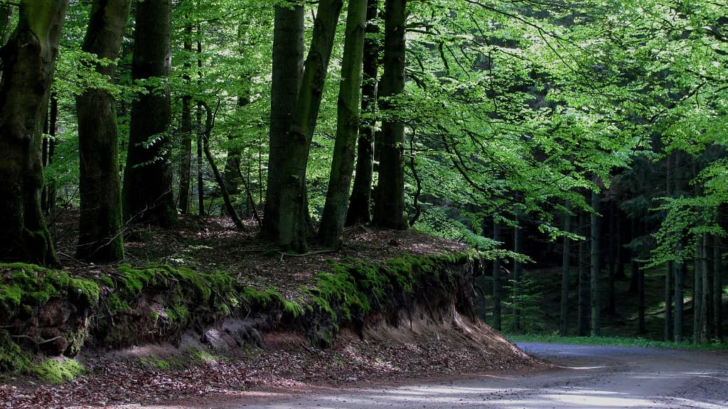 Dronninglund Wald und Sømosen